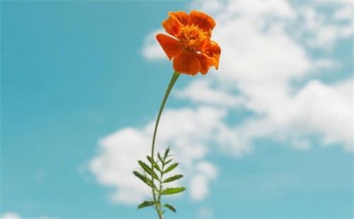 �Ϸʶ���(w��)�I��